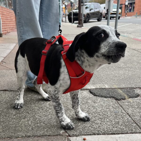 Great Dane Australian Cattle Dog Mix Puppy Giving Amazing Side-Eye