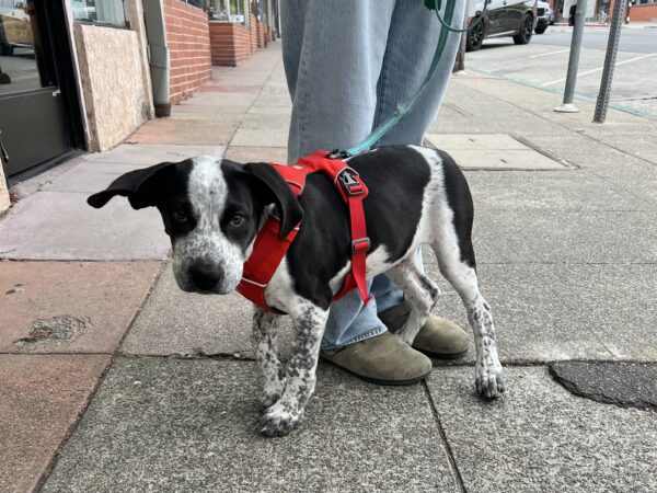 Great Dane Australian Cattle Dog Mix Puppy