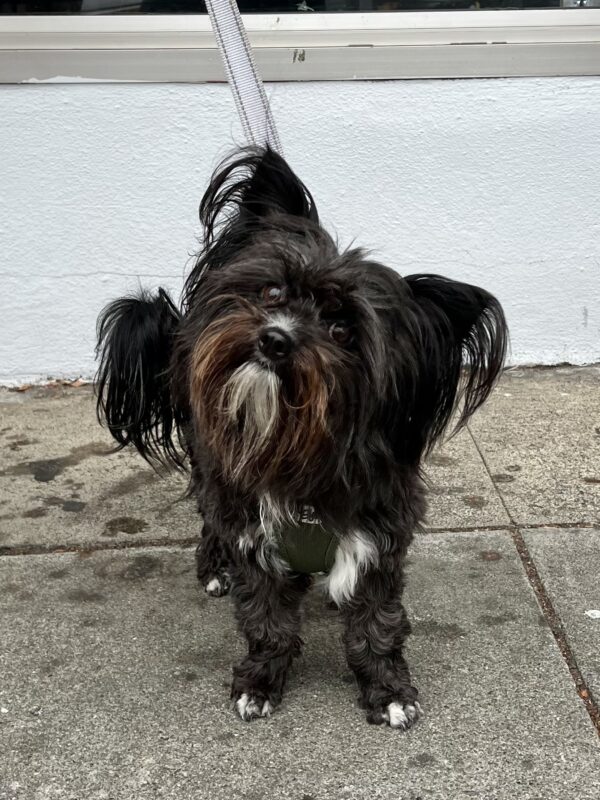 Papillon Mix With White Goatee
