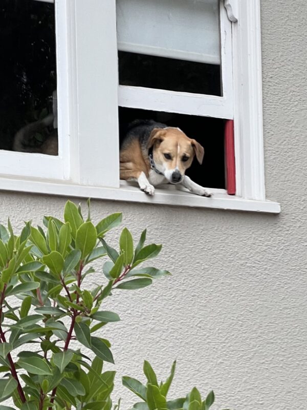 Beagle Mix Sticking His Head Out Of A Sash Window