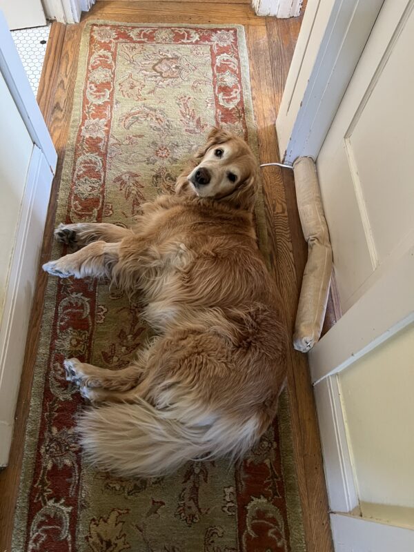 Golden Retriever Lying On A Rug And Looking At The Camera