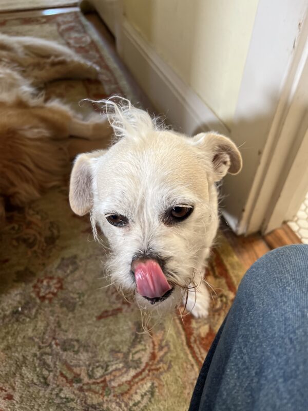 Chihuahua Mix With A Mohawk Licking His Nose