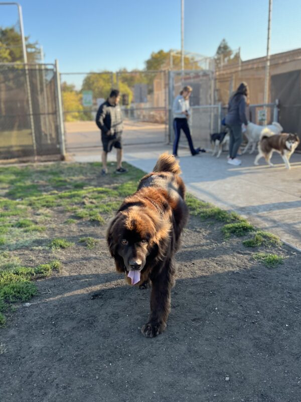 Brown Newfoundland Dog