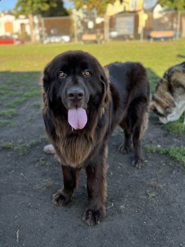 Brown Newfoundland Dog Panting And Staring At The Camera