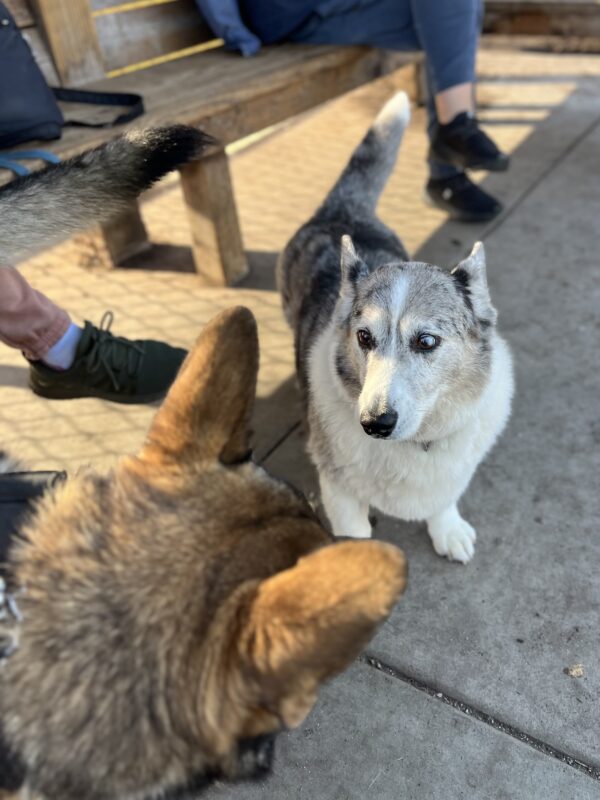 Blue Merle Cardigan Welsh Corgi