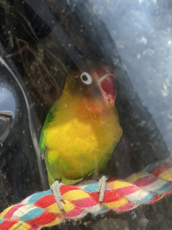 Lovebird Perched On A Colorful Rope