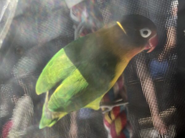 Lovebird
