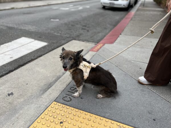 Corgi Mix Sitting On A Sidewalk