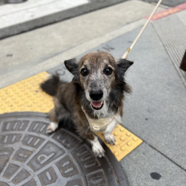 Goofy Looking Possible Corgi Mix
