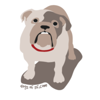 Sad Bulldog