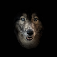 HuskyFace