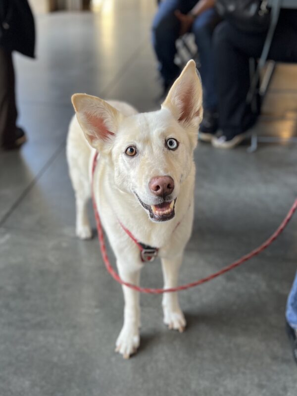 Siberian Husky Labrador Retriever Mix With One Blue Eye And Huge Ears