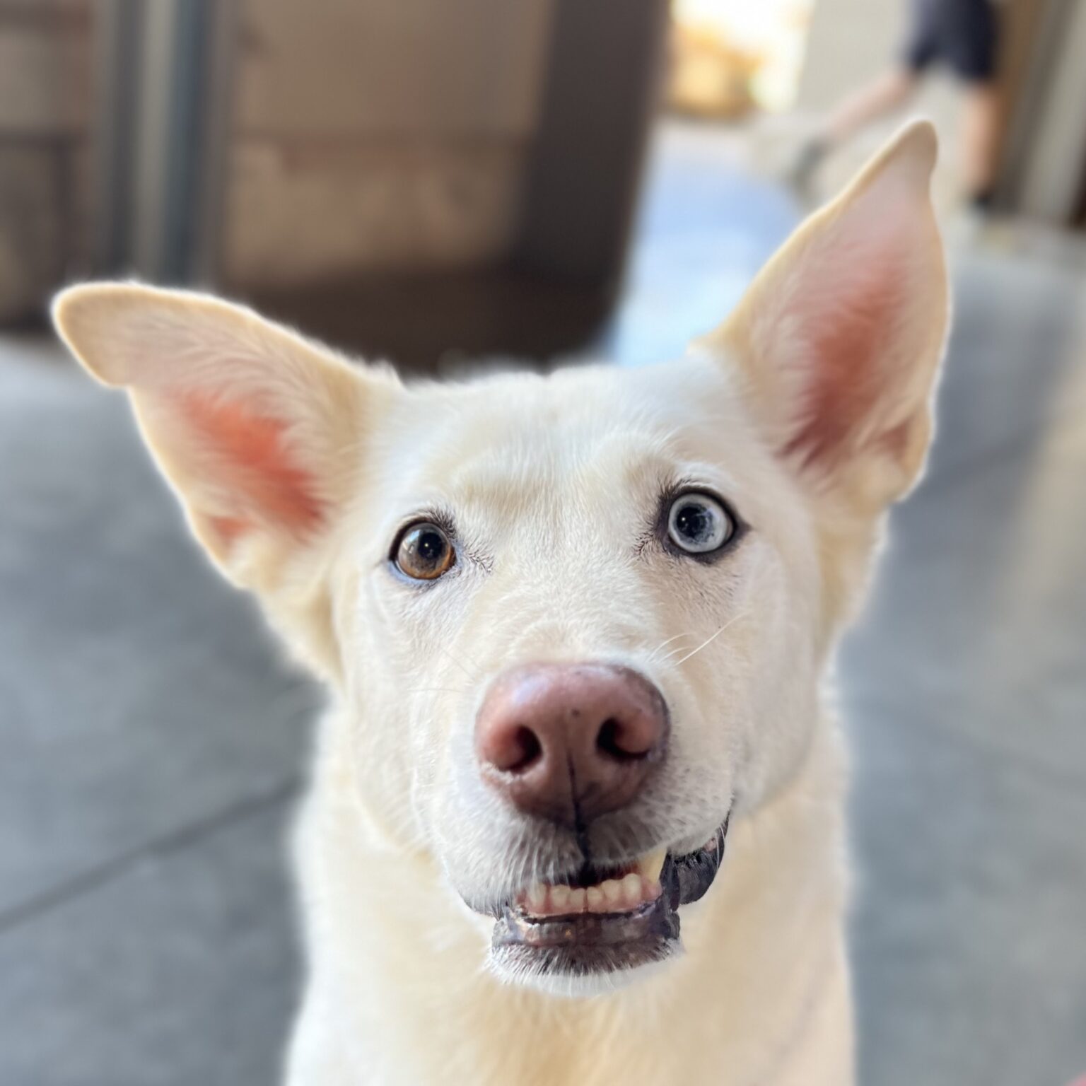 Labrador Retriever Siberian Husky Mix With One Blue Eye And Great Teeth