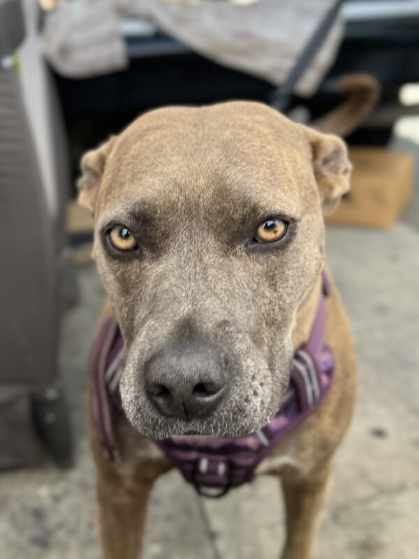 American Pit Bull Terrier Mix