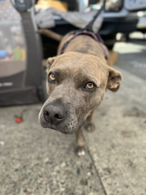 American Pit Bull Terrier Mix