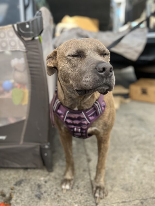 American Pit Bull Terrier Mix