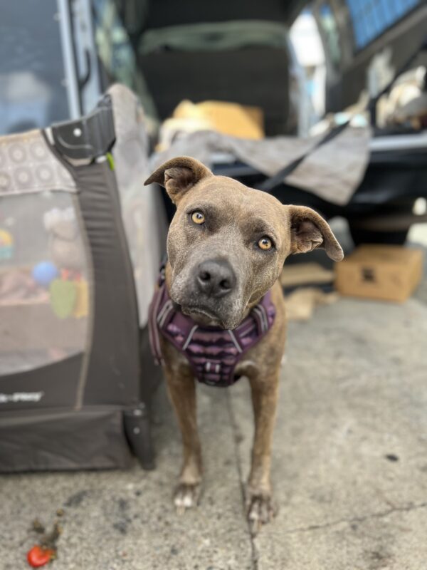 American Pit Bull Terrier Mix