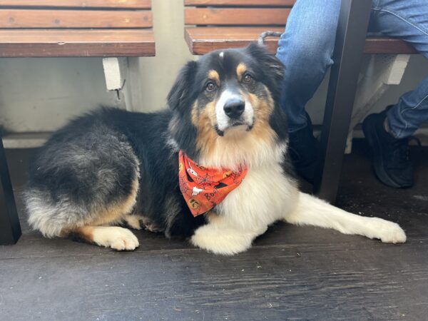Australian Shepherd Wearing A Bandana