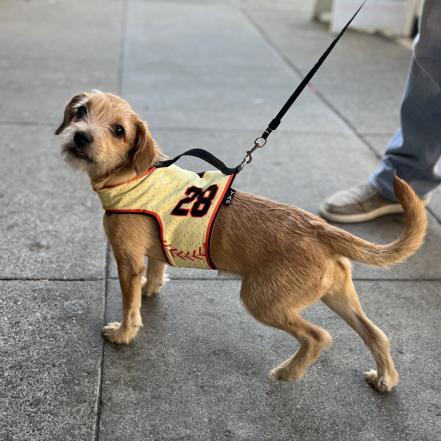 Little Bitty Unknown Terrier Mix Puppy In Buster Posey Jersey