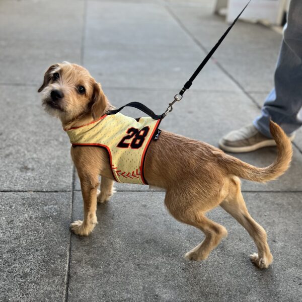 Little Bitty Unknown Terrier Mix Puppy In Buster Posey Jersey