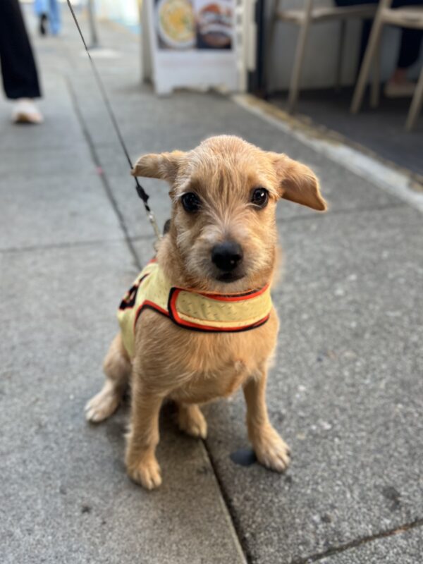 Little Bitty Unknown Terrier Mix Puppy In Buster Posey Jersey