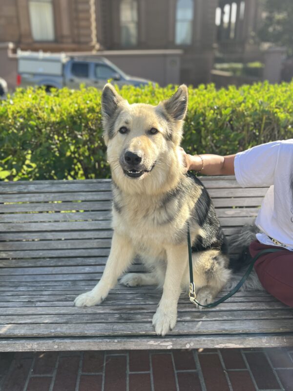 Fluffy German Shepherd Sitting On A Bench