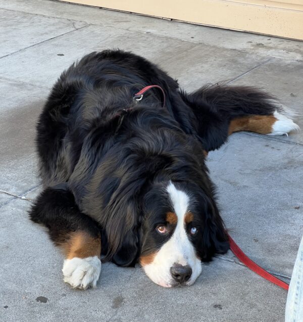 Bernese Mountain Dog With Heterochromia Lying On The Sidewalk Looking Glum
