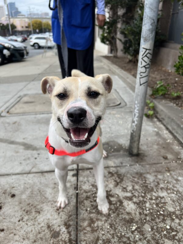 American Pit Bull Terrier With Big Smile