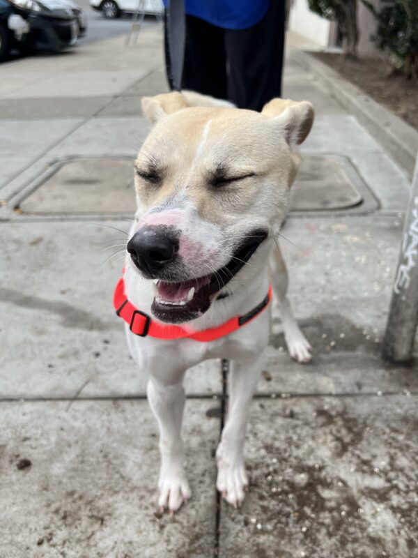 American Pit Bull Terrier With Big Smile And Closed Eyes