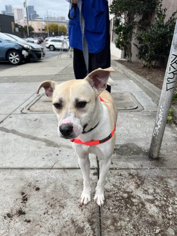 American Pit Bull Terrier Mix With One Ear Lifted