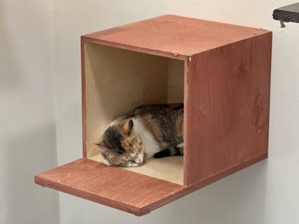 Calico Cat Napping In A Square Wall Shelf