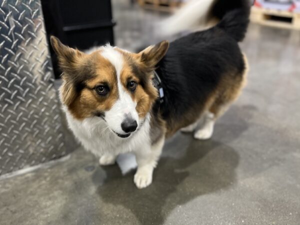 Pembroke Welsh Corgi Looking Coy