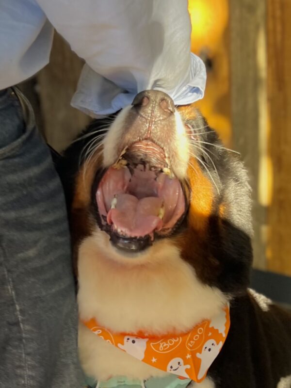 Bernese Mountain Dog With His Mouth Wide Open Being Petted