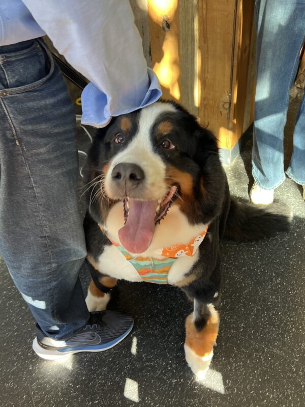 Very Happy Bernese Mountain Dog