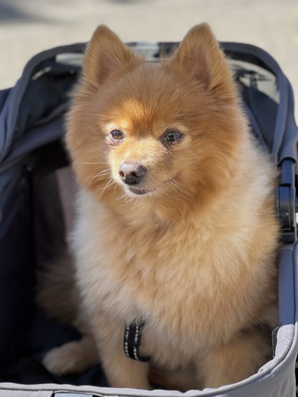 Very Fluffy Pomeranian Sitting In A Stroller