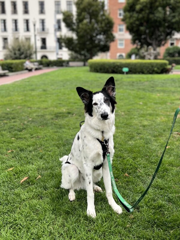 Spotty White Mixed Breed Dog With Black Ears