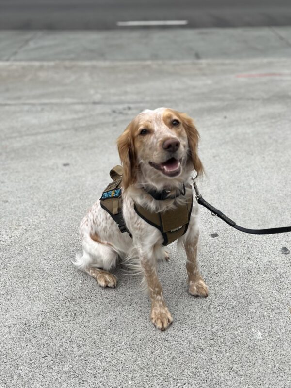 Brittany Spaniel In An Explosives Detection Dog Vest