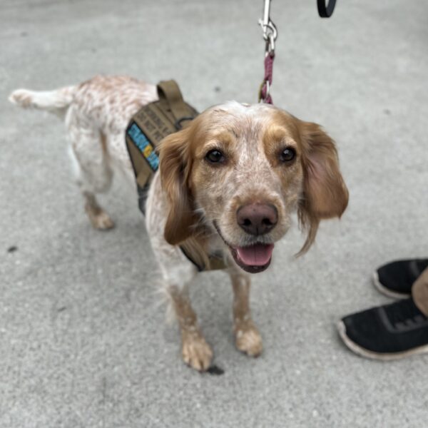 Brittany Spaniel Looking Delighted