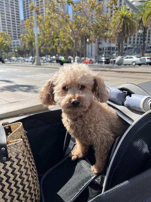 Tan Poodle Sticking Out Of A Carrier