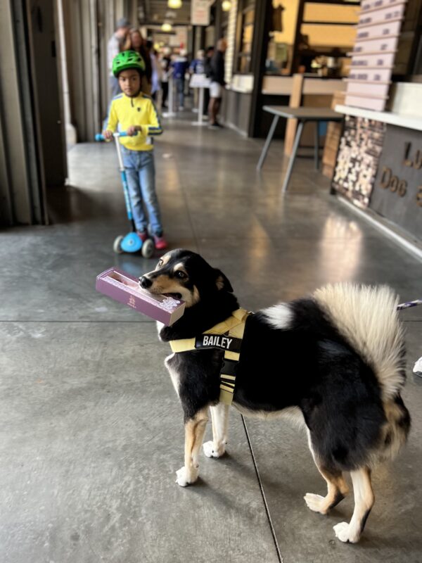 Siberian Husky Australian Shepherd Mix Carrying Box Of Dog Treats
