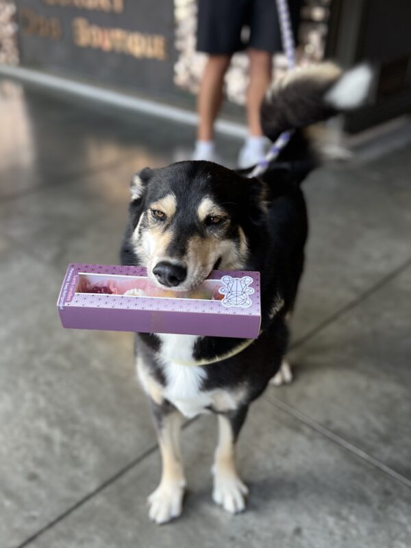 Siberian Husky Australian Shepherd Mix Carrying Box Of Dog Treats