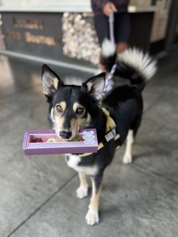 Siberian Husky Australian Shepherd Mix Carrying Box Of Dog Treats