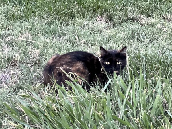 Black And Orange Cat In Grass