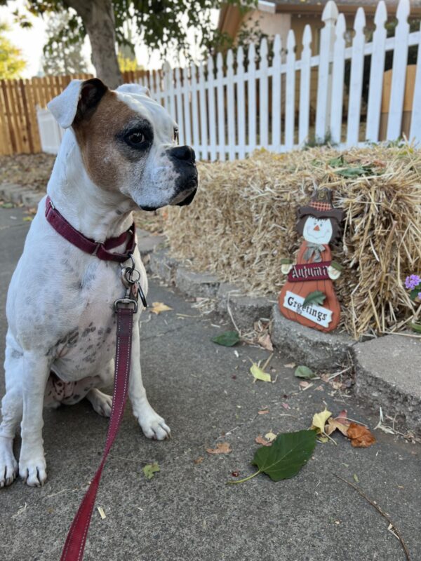 White Boxer In Front Of Sign That Says Autumn Greetings