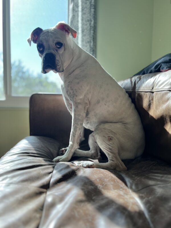White Boxer Sitting On A Sofa