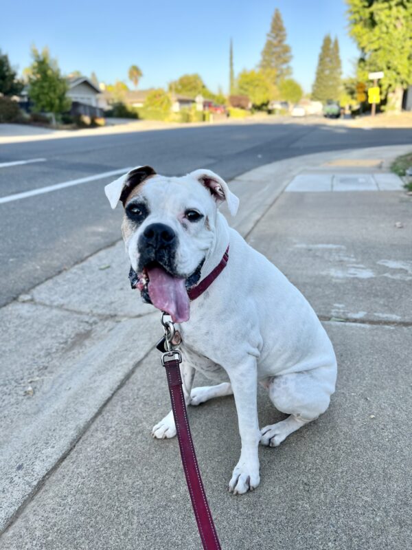 White Boxer Grinning