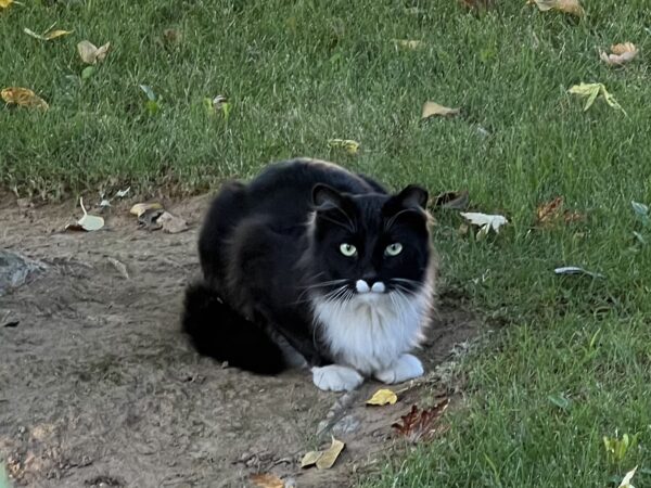 Tuxedo Cat With White Mustache