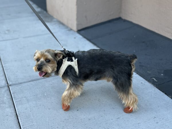 Yorkshire Terrier In Little Red Boots