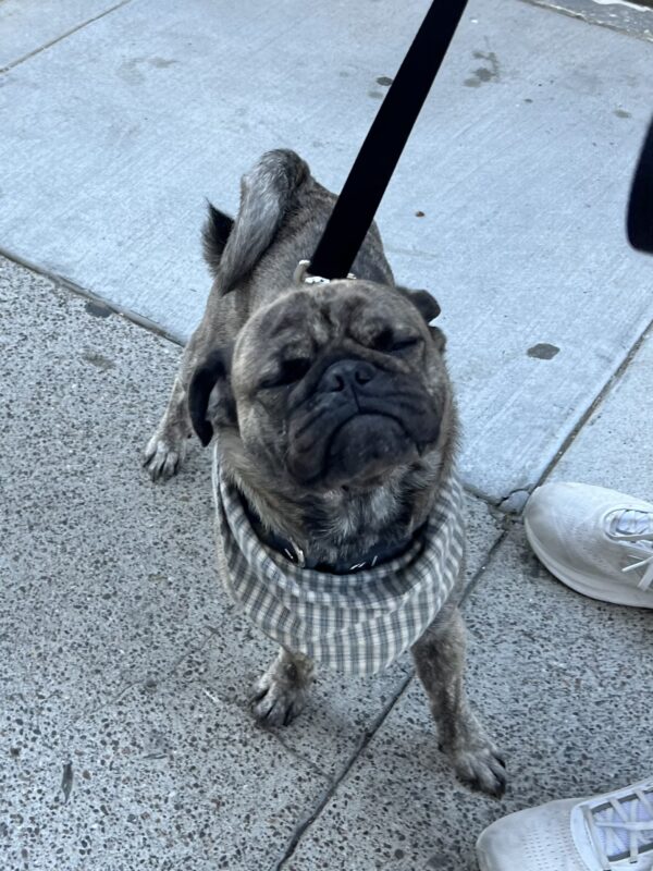 Small Pug With His Eyes Closed Looking Peaceful