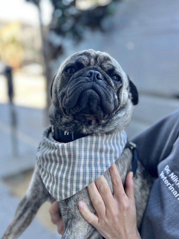 Small Pug Being Held Up In The Air